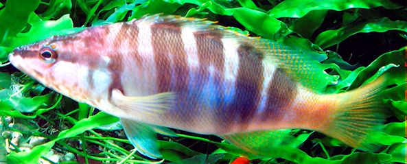 Serranus scriba_009